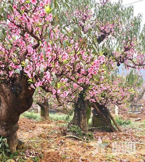 Ống kính bạn đọc: Đào Sơn La nở sớm